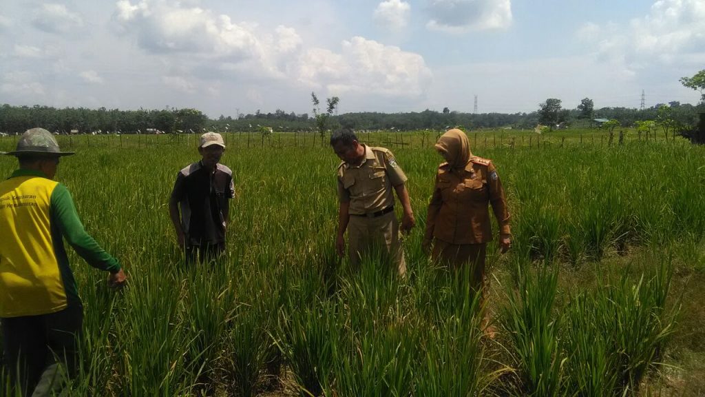 Terancam Gagal Panen petani mengeluh