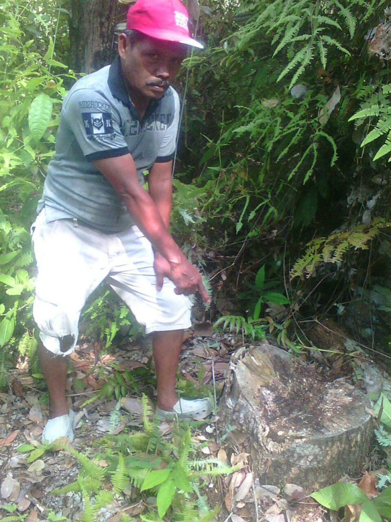 Puluhan Batang Kayu Pulai Busradi dicuri, LSM LPPNRI Siapkan Laporan ke Polisi