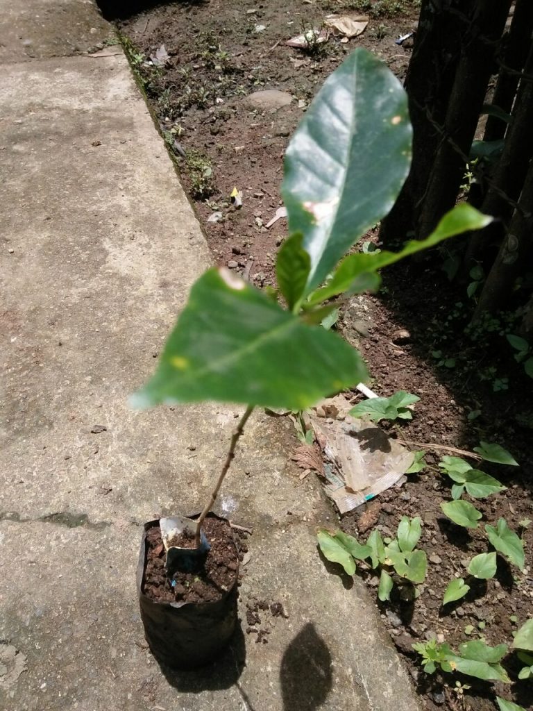 Diduga Pengadaan Bibit Kopi Tidak Sesuai Spek