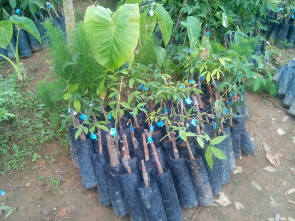 Warga Minta Bibit Tak Layak Tanam di Ganti
