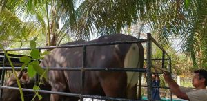 Komplotan Pencuri Ternak Dibekuk Tim Unit Reskrim Polsek Pamenang