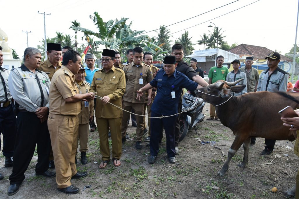 Fachrori Serahkan Sapi Kurban Bantuan Presiden dan Pribadi