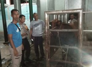 Polsek Bangko dan Petugas Kesehatan Hewan Merangin Sidak RPH Pulau Rayo Bangko 
