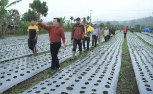 Kabupaten Merangin Berencana Kembangkan Bawang Putih di Kawasan Jangkat 