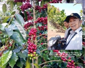 Desa Muara Air Duo, Sentra Penghasil Kopi Terbesar di Sarolangun