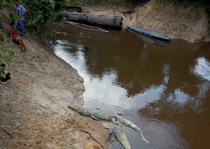 Heboh, Penemuan Buaya di Pinggir Sungai Segeluntung