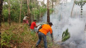 Sijago Merah Lahap Kebun Warga Pelawan Jaya