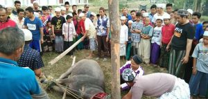 Ponpes Nurul Jadid Sembelih Kerbau dan Kambing