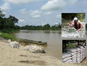 Banyak Petani Karet Beralih Profesi Ngutip Batu Kerikil Putih