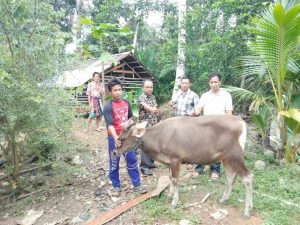 Warga Desa Semurung Terima Bantuan Ternak Sapi dari P2DK