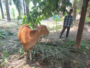 Haryono, SH : Semoga Bantuan Sapi P2DK Dapat Meningkatkan Perekonomian Masyarakat