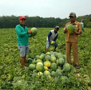 BUMDes Jaya Bersama Panen Semangka