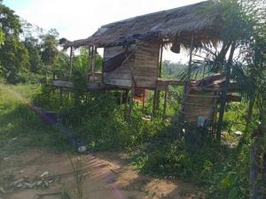 Gajah Rusak Kebun Warga Sepintun