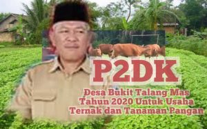 P2DK Bukit Talang Mas Untuk Ternak dan Tanaman Pangan