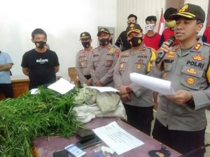 Polisi Temukan Ladang Ganja Siap Panen Di Lembah Masurai Merangin