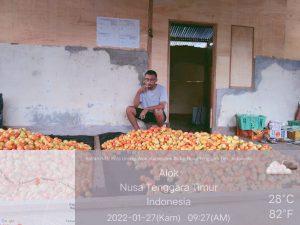 Kelompok Moeda Tani di Sikka Panen Perdana Tomat Sebanyak 3 Ton