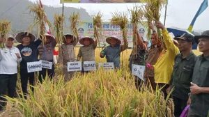 Pj. Bupati Panen Raya Padi Sawah Bersama Poktan Lubuk Bungin Batang Asai