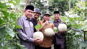 Panen Melon Di Desa Rantau Tenang, Ini pesan Pj Bupati Sarolangun