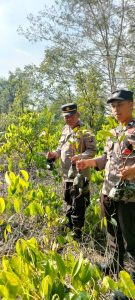Bentuk Kepedulian Terhadap Lingkungan Polres Seruyan Tanam Mangrove di Pantai Seribu Cemara Desa Sei Bakau Kecamatan Seruyan Hilir Timur