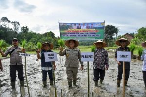 PJ Bupati Sarolangun Bachril Bakri Tanam Padi Sawah di Sungai Bemban