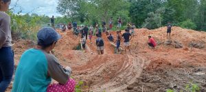 Sungguh Ironis, Garong Sawit Panen Masal TBS di Perusahaan Sawit