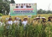 Pj Bupati Sarolangun Panen Padi Ladang di Desa Pulau Lintang
