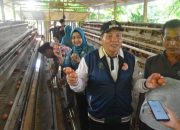 Pj Bupati Sarolangun Kunjungi Peternak Ayam Petelur di Desa Batu Putih