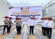 Rutan Batam Bersama Satbrimob Polda Kepri Bersinergi Laksanakan Panen Raya Sayur dan Penanaman Bibit Jagung